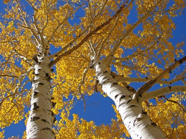A Short Guide to Aspen Trees and Their Care