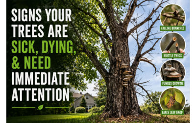 Signs Your Trees Are Sick, Dying, and Need Immediate Attention