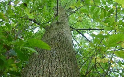 Save Ash Trees From the Emerald Ash Borer