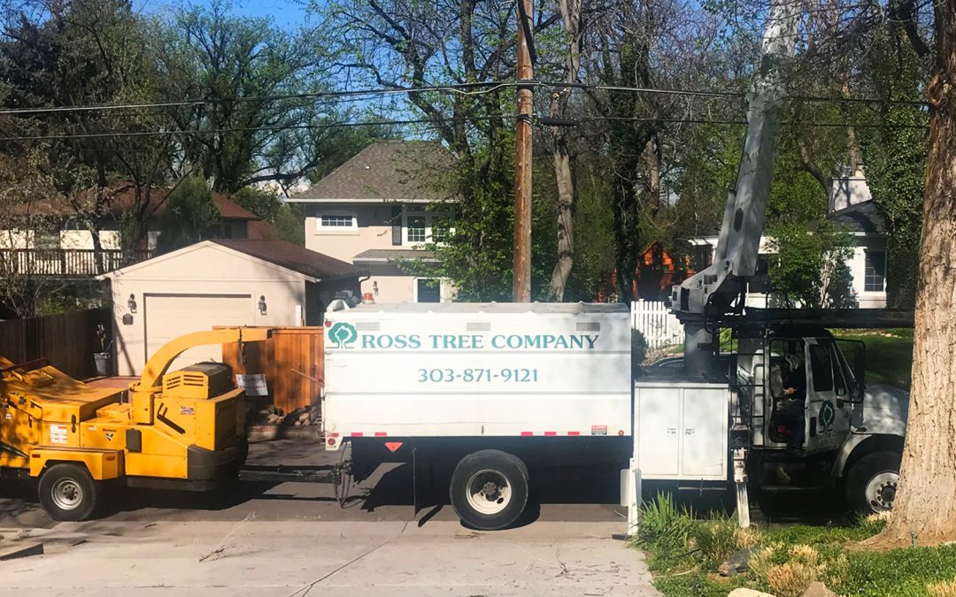 Tree Pruning and Removal in Tight Places