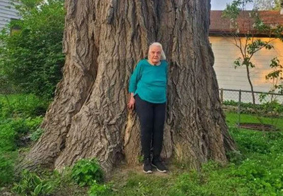 large cottonwood yard tree