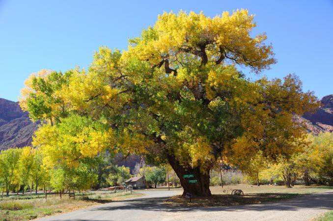 Common Poplar & Cottonwood Tree Issues