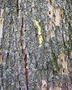 splits in ash tree bark