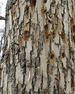 ash tree woodpecker damage
