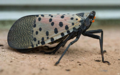 The Attack of the Spotted Lanternfly – Maybe?