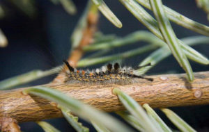 tussock moth larvae