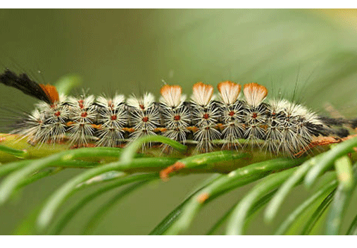 Douglas Fir Tussock caterpillar
