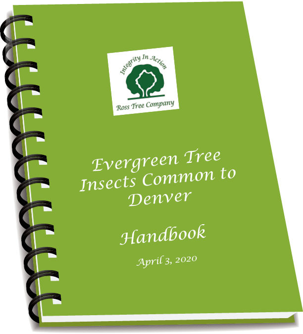 Evergreen Tree Insects Common to Denver Handbook