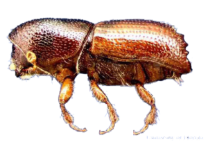 ips beetle
