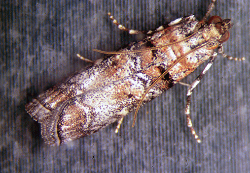 zimmerman pine moth control denver