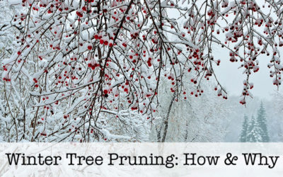 Ask a Professional – Is It Ok to Prune Trees in the Winter?