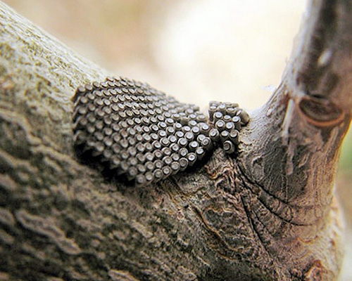 tree insects overwintering as eggs