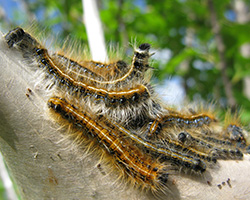 forest tent caterpillars