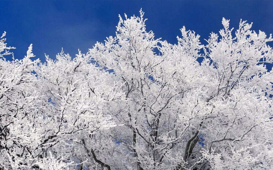 Ask a Professional – What Are Late Winter Tree Care Tips for the Denver Area?