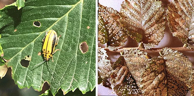 elm leaf beetle damage