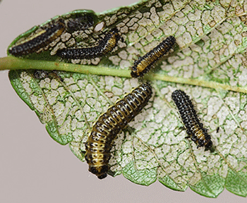 elm leaf beetle larvae