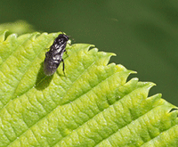 elm leaf miner sawfly