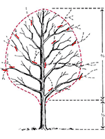 reduce pruning