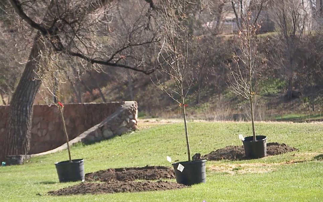 caring for newly planted trees