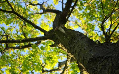 Tree Pests to Watch Out for in August in Denver