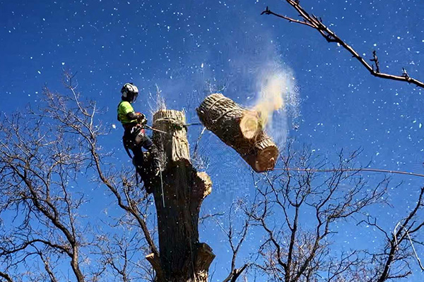 cottonwood tree removal