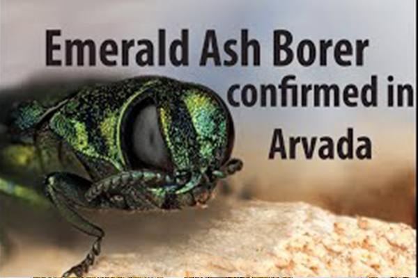 emerald ash borer found in Arvada