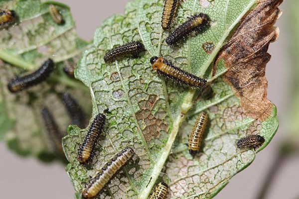elm leaf beetle treatment denver