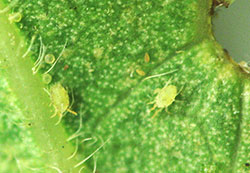 honeylocust spider mite in Denver