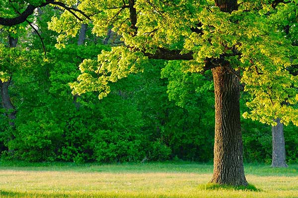 summer tree care in Lakewood
