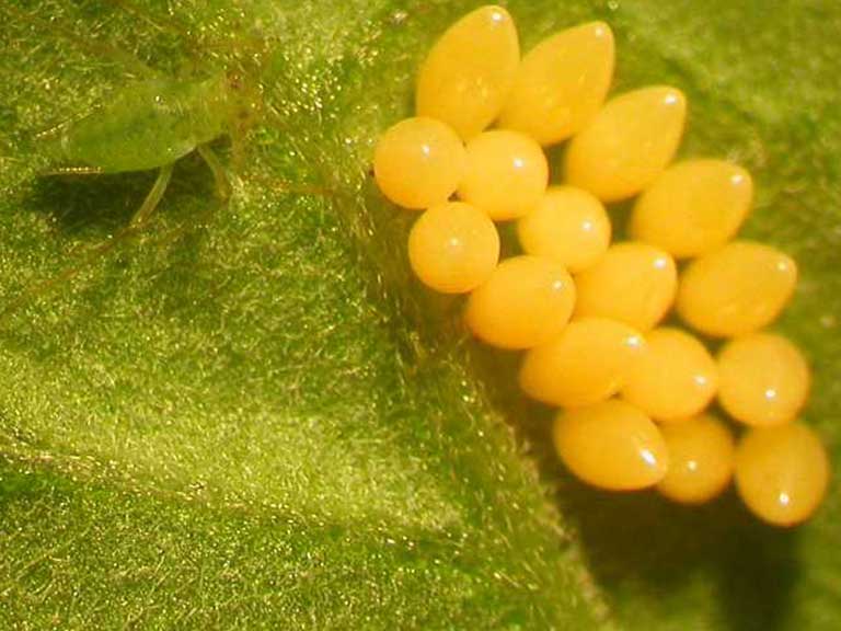 Tree aphid eggs