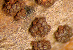 Peritheica of Black spot Nectria canker