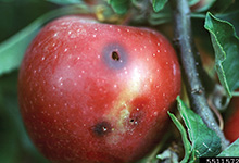 Codling Moth the worm in an apple