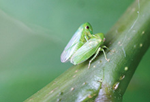 Honeylocust Leafhopper in Denver
