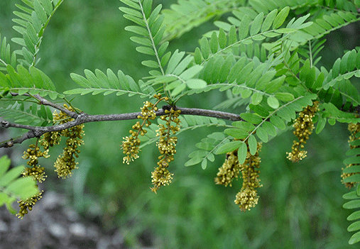 Honeylocust trees in Denver