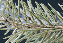 Spruce Spider Mite in Denver