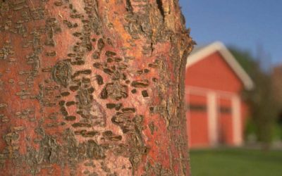 How To Deal With Cankers On My Honeylocust Trees?