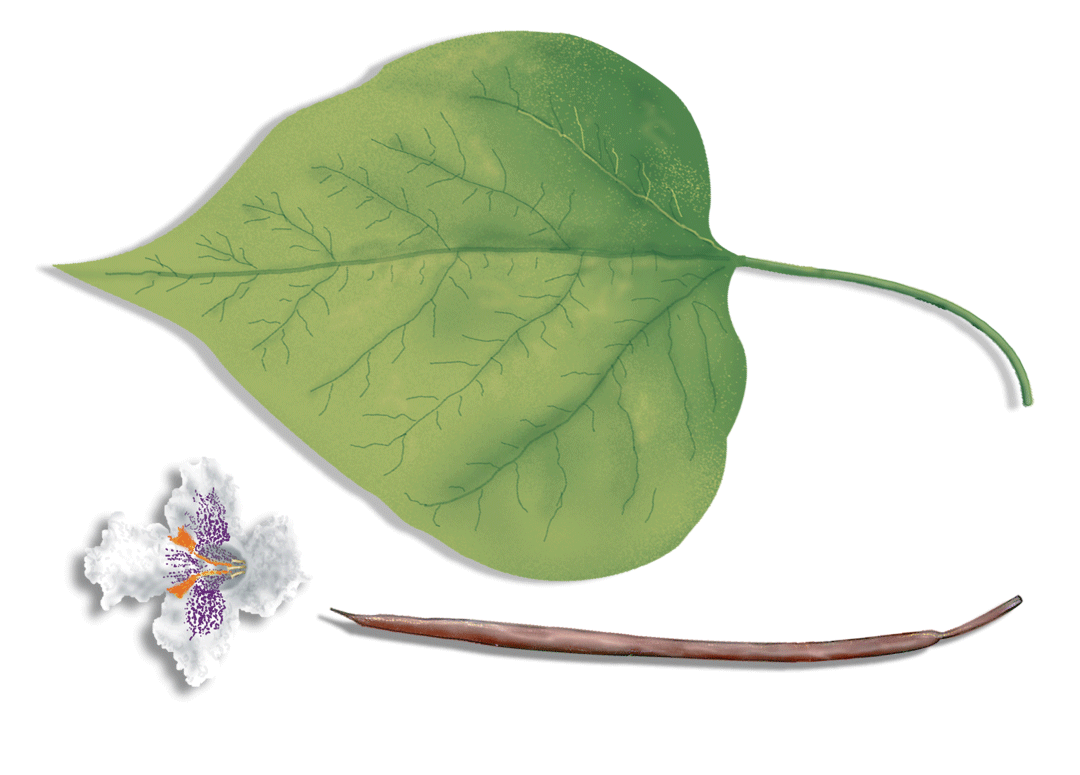 Catalpa leaf flower fruit illustration