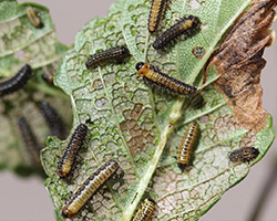 Elm Leaf Beetle larvae in Denver