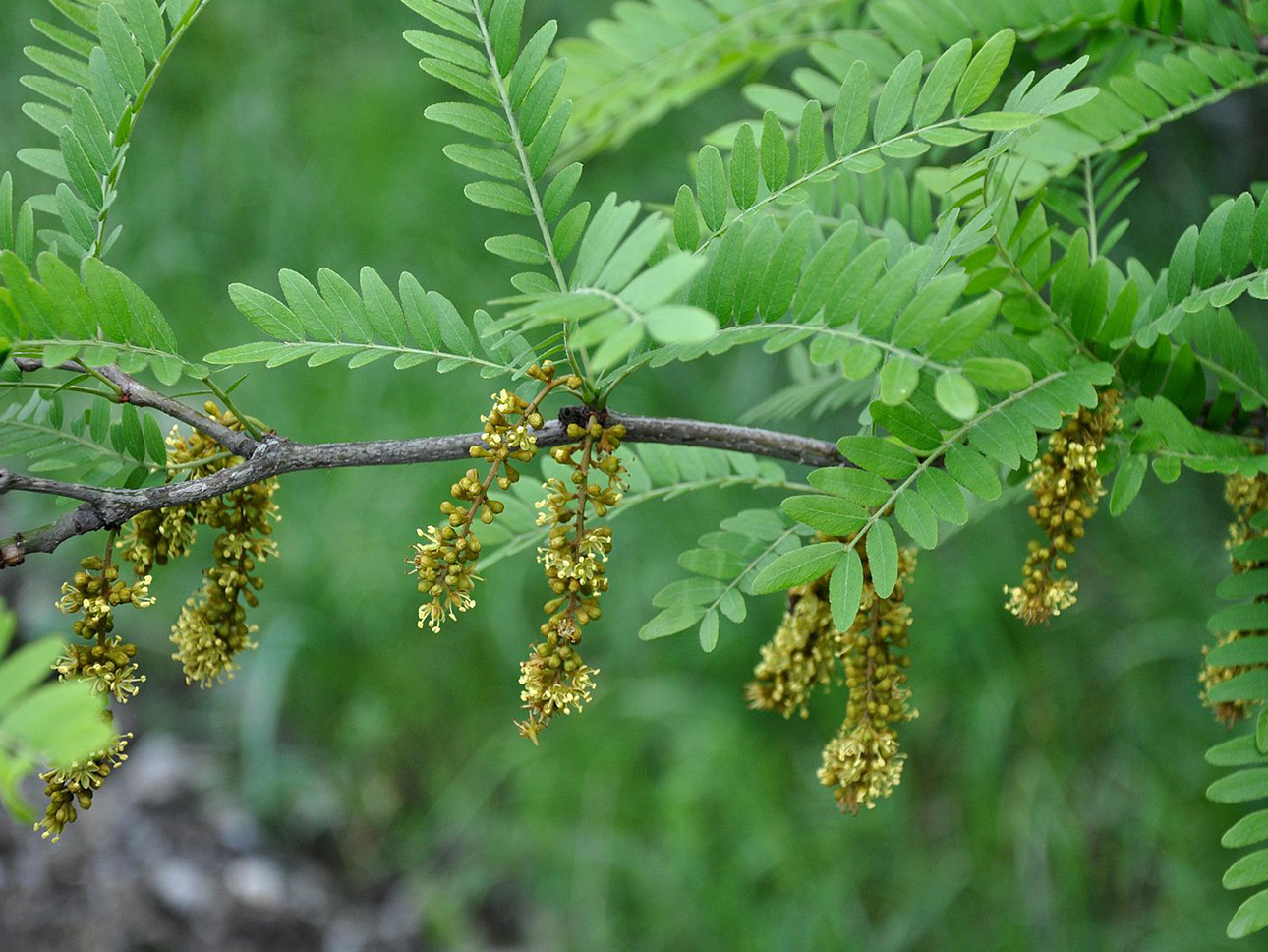 Honeylocust tree Denver