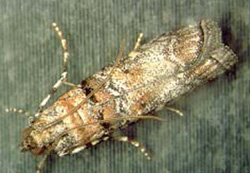 Zimmerman Pine Moth in Denver