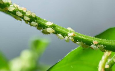 Surprising Rise in Tree Aphids This Summer in Denver