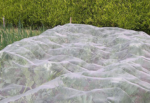 insect netting protecting raspberries from Japanese Beetles