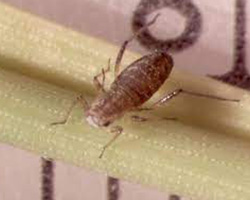 Monterey Pine Needle Aphids in Denver