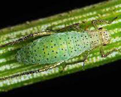 Pine Needle Aphids in Denver