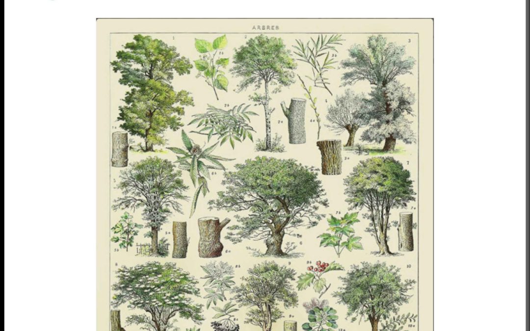 favorite tree handbook image