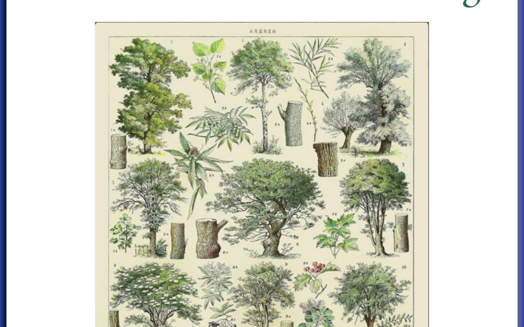 Ross Tree Standards Based Pruning Handbook