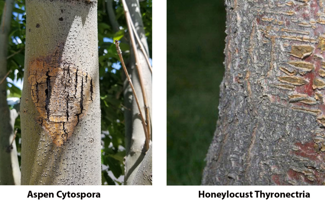 2022 Summer Tree Insect and Disease Assessment