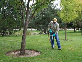 tree watering maintenance program