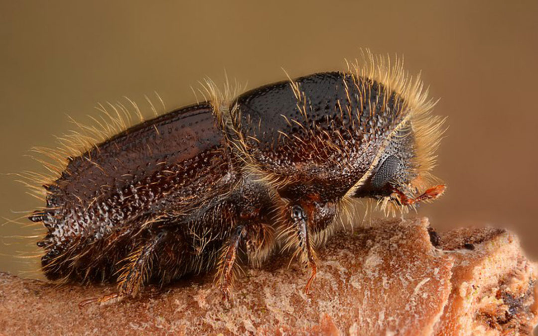 female ips beetle