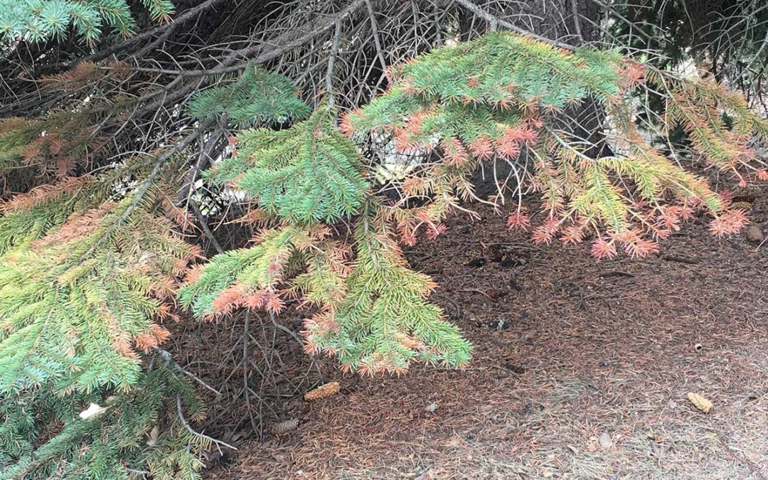 Why Use Anti-Desiccants On Evergreen Trees?